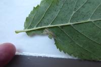Phyllonorycter schreberella