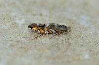 Macrosaccus robiniella