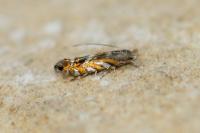 Macrosaccus robiniella