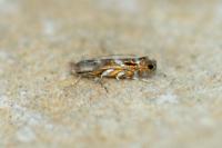 Macrosaccus robiniella