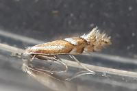 Phyllonorycter