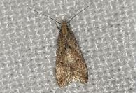 Brachmia blandella