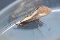 Harpella forficella