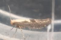 Argyresthia spinosella