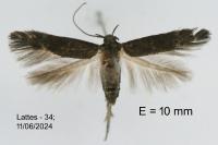 Ascalenia vanella