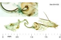 Ascalenia vanella