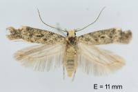 Scrobipalpa superstes
