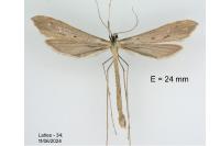 Agdistis bennetii