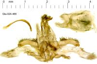 Agdistis bennetii