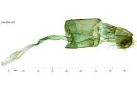 Agdistis bennetii