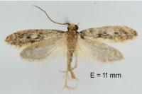 Monopis crocicapitella