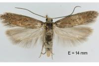 Scrobipalpa monochromella
