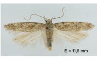 Scrobipalpa salinella