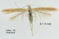 Coleophora glaucicolella