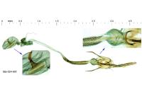 Coleophora glaucicolella