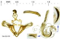 Coleophora glaucicolella
