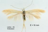 Coleophora maritimella