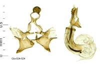 Coleophora maritimella