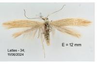 Coleophora acutiphaga