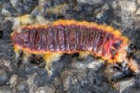 Cossus cossus