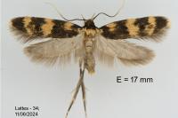 Oegoconia caradjai