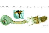 Oegoconia caradjai