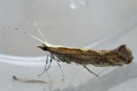 Plutella xylostella