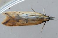 Dichomeris acuminata