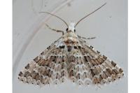 Alucita