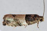 Gypsonoma aceriana