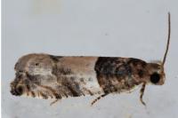 Gypsonoma aceriana