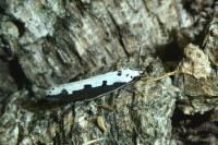 Ethmia bipunctella