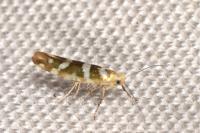 Argyresthia goedartella