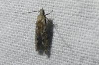 Carpatolechia decorella