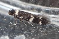 Apatema proteroclina