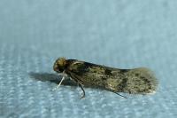 Tinea basifasciella