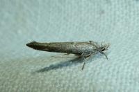 Zelleria oleastrella