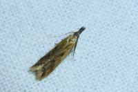Dichomeris acuminata