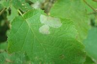 Phyllonorycter coryli