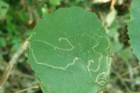 Stigmella microtheriella