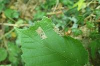 Parornix devoniella
