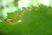 Stigmella aurella