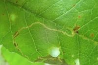 Lyonetia clerkella