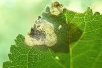 Stigmella plagicolella