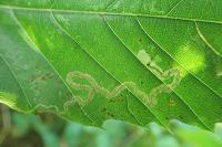 Stigmella samiatella