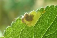 Stigmella plagicolella