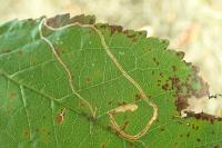 Lyonetia clerkella