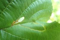 Heliozela resplendella