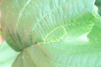Heliozela resplendella