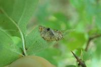 Parornix anglicella